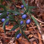 Purple berries (Drymophila cyanocarpa) Sassafrass Mayberry Divide