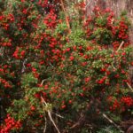 Cyathodes parvifolia, high bench west of Sales Rivulet